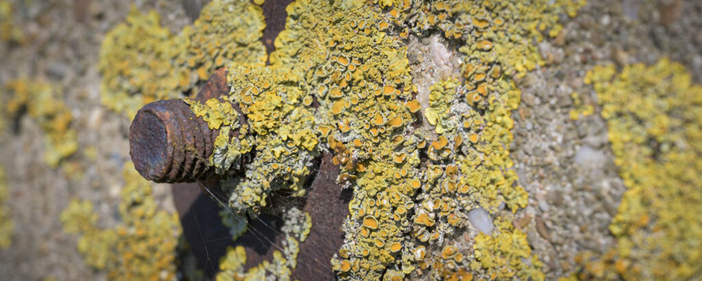 Screw in wall with yellow lichen
