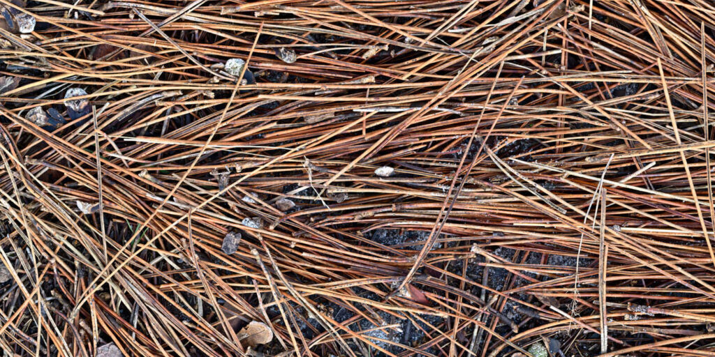 Brown pine needles