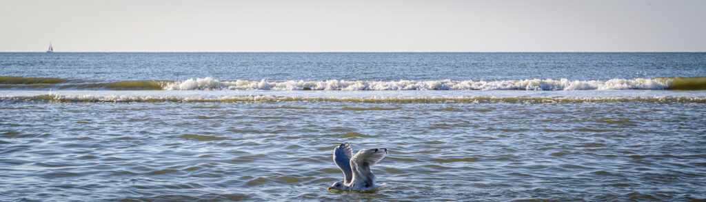 Seagul swimming in the sea