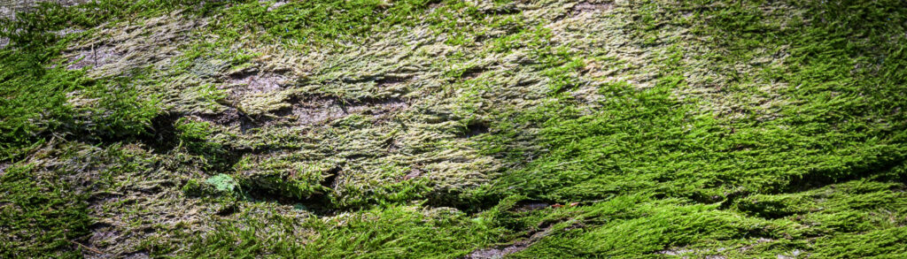 green moss on a tree trunk